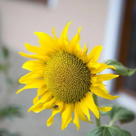 Apartmán Haus Osserblick Arrach